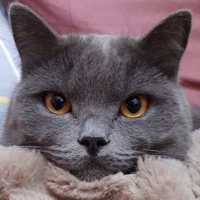 Kostiantyn Sokolovskyi